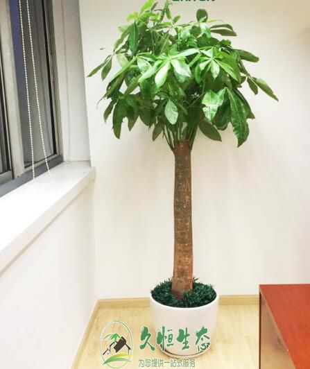 合肥瑶海花卉租赁公司介绍室内租摆