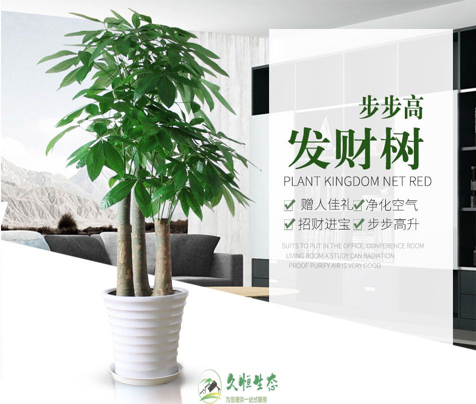 合肥瑶海养花太难 买花太贵 不如租花最实惠