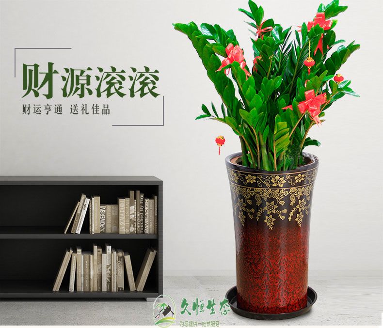 合肥瑶海金钱树